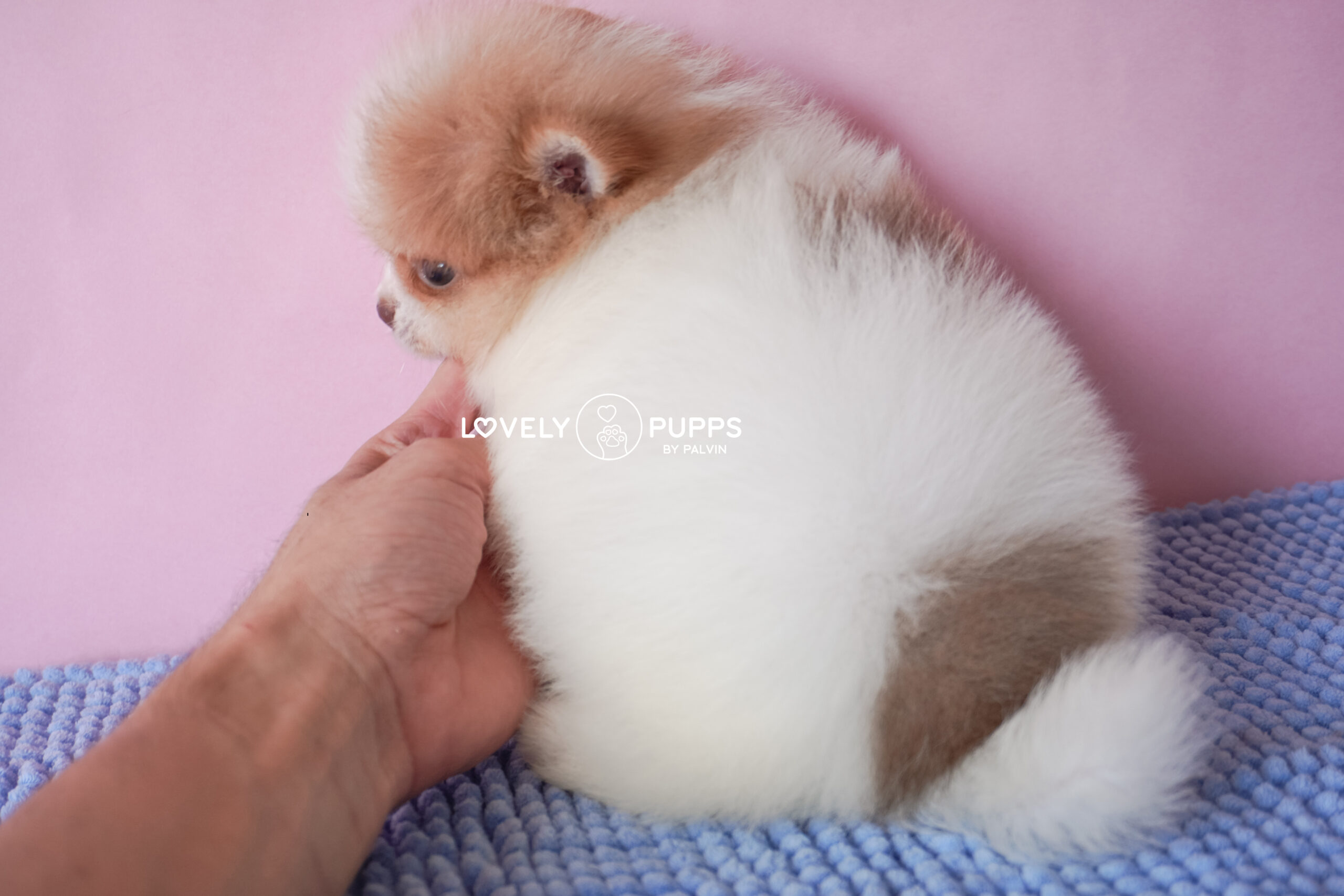 Meet Golden: Pomeranian Isabella – Dulzura y Luz del Sol - Imagen 9