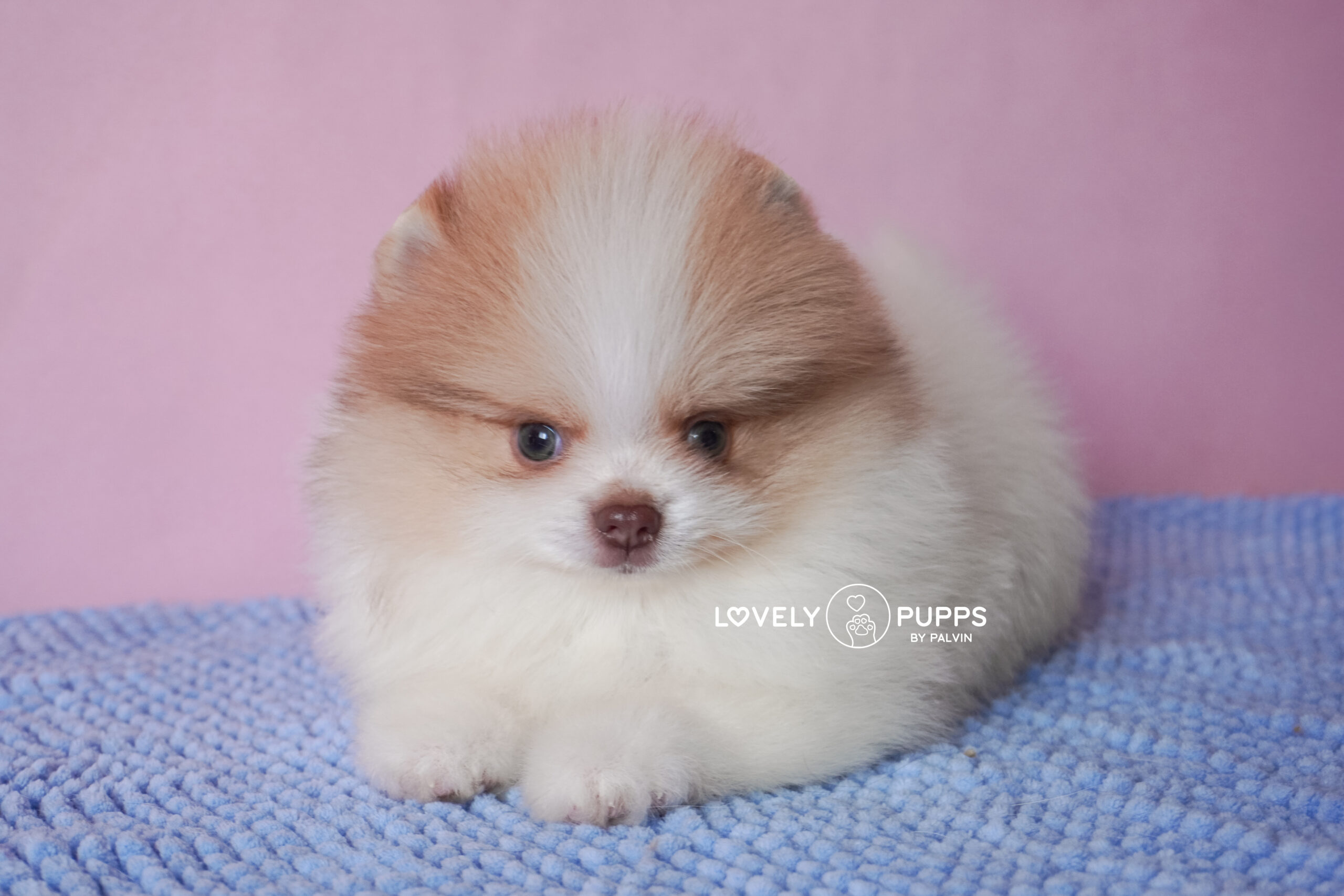 Meet Golden: Pomeranian Isabella – Dulzura y Luz del Sol - Imagen 5