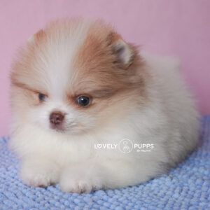 Meet Golden: Pomeranian Isabella – Dulzura y Luz del Sol