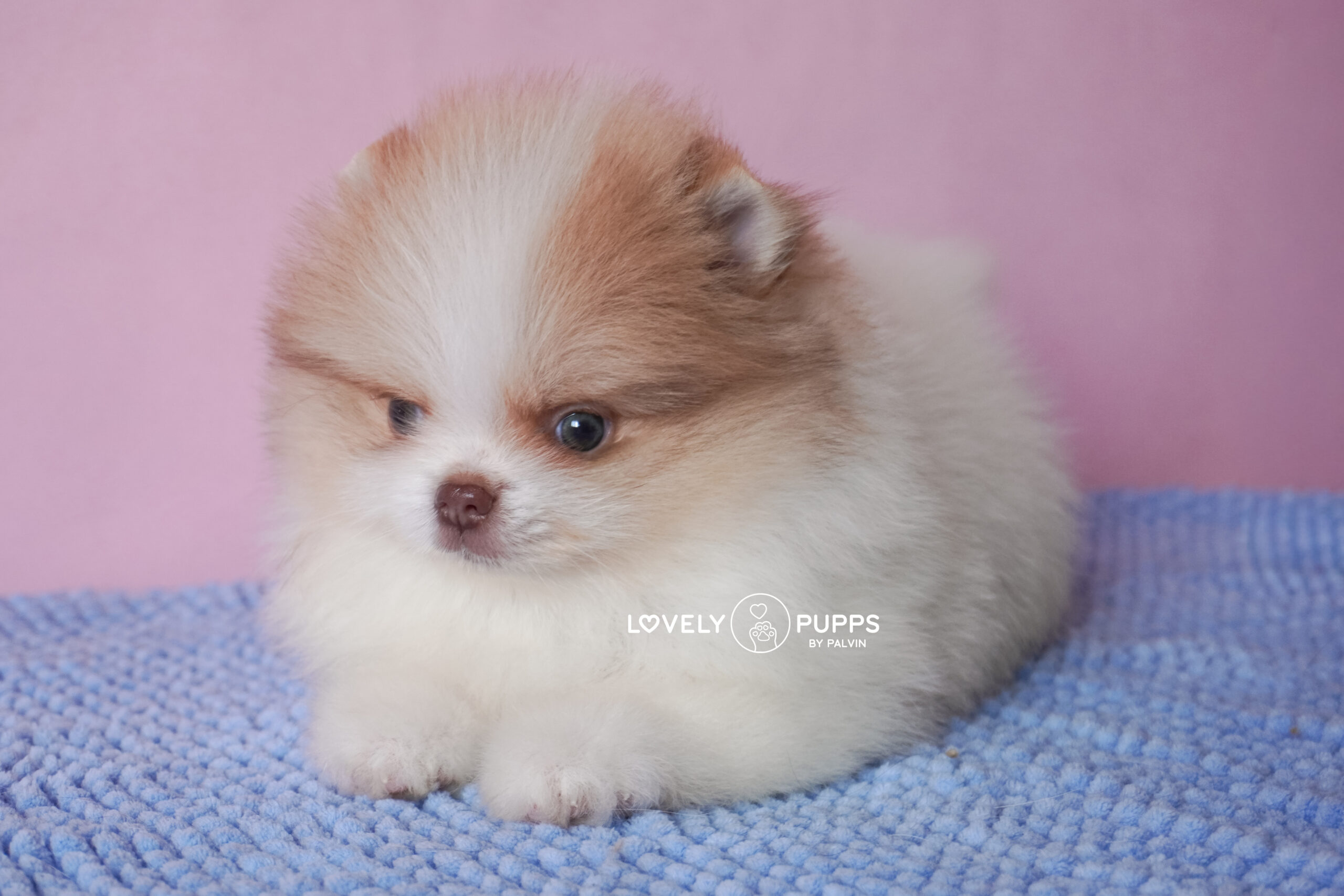 Meet Golden: Pomeranian Isabella – Dulzura y Luz del Sol