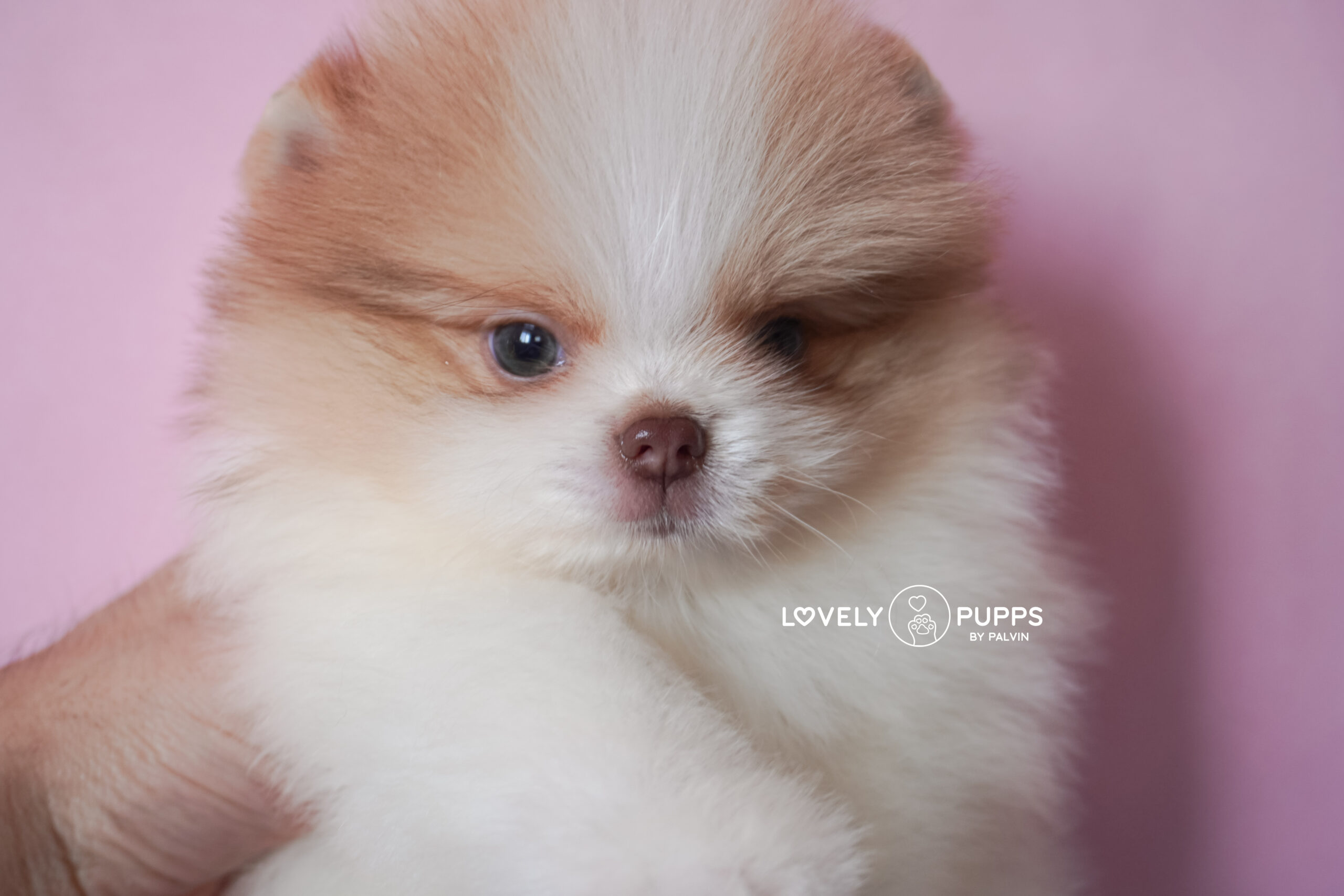 Meet Golden: Pomeranian Isabella – Dulzura y Luz del Sol - Imagen 4