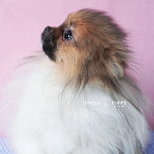 Introducing Castor: Micro Pomeranian 5 meses – Mirada Dulce y Color Precioso