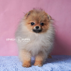 Meet Tina: Pomeranian Micro 8 meses – Belleza Clásica de Bolsillo
