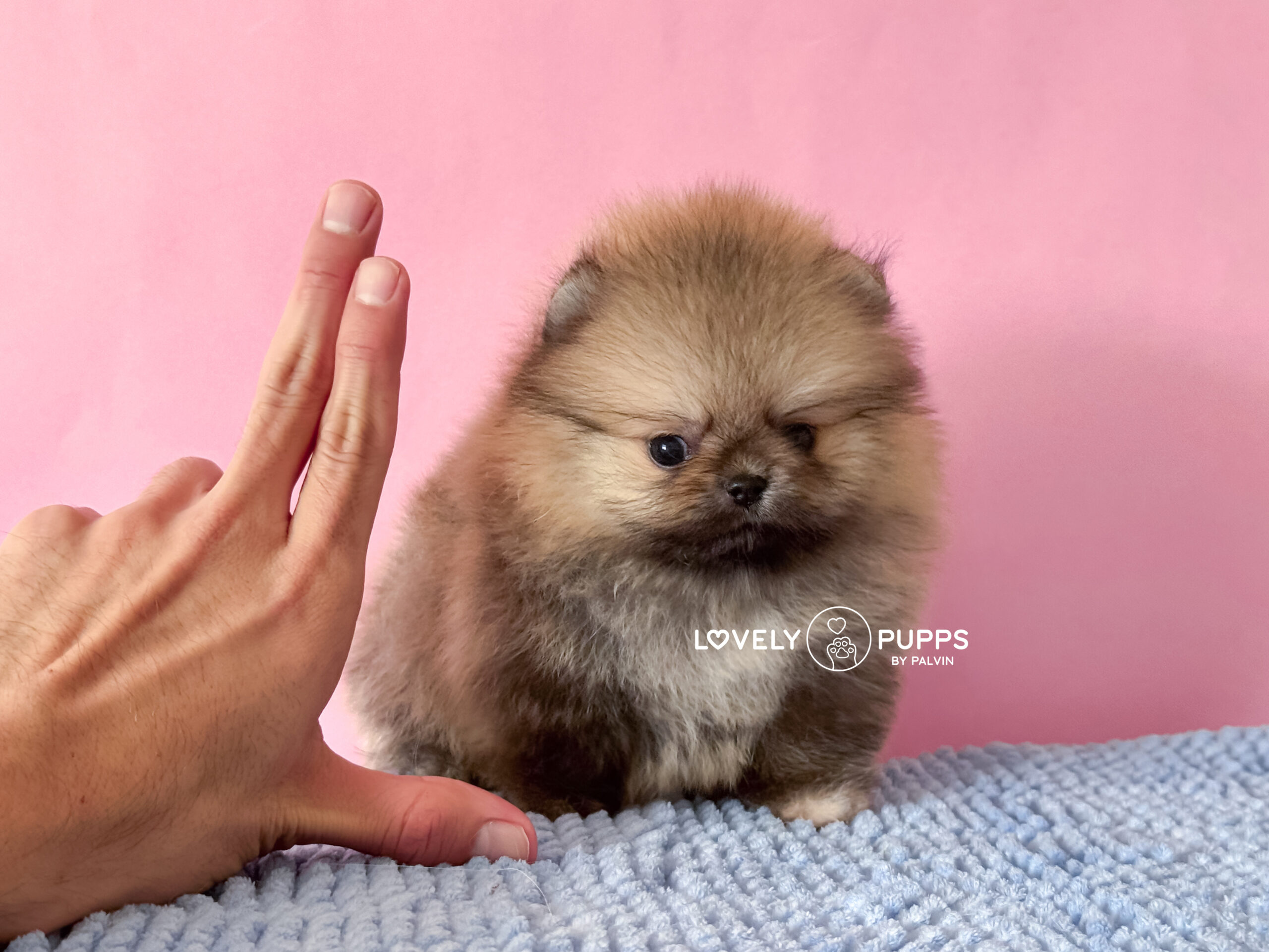 Meet Tina: Pomeranian Naranja Micro – Belleza Clásica de Bolsillo - Imagen 3