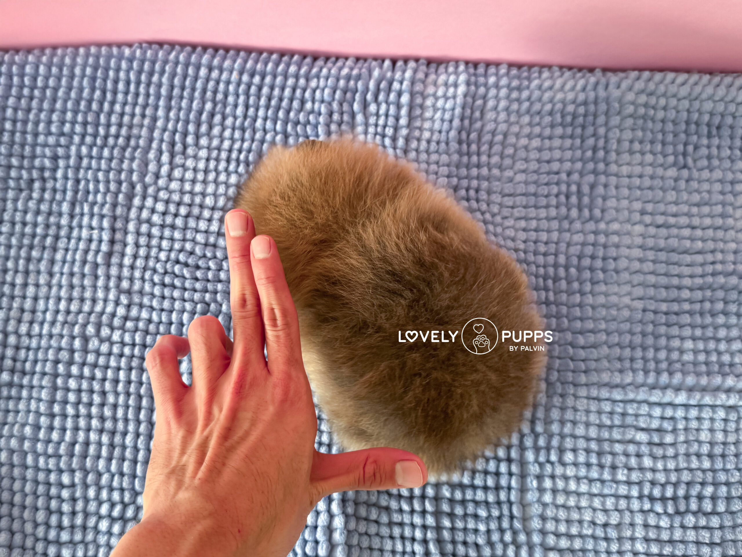 Meet Tina: Pomeranian Naranja Micro – Belleza Clásica de Bolsillo - Imagen 9