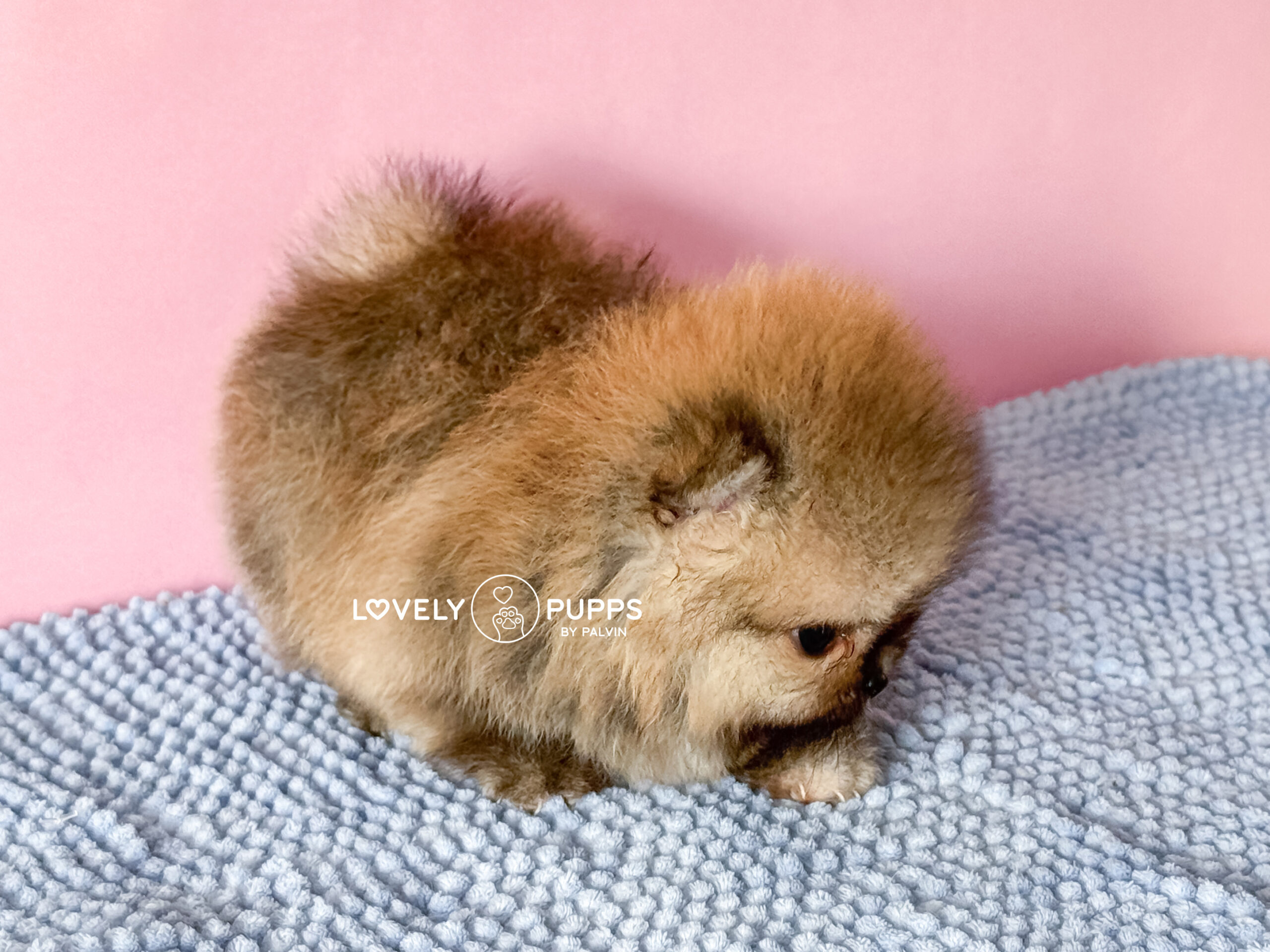 Meet Tina: Pomeranian Naranja Micro – Belleza Clásica de Bolsillo - Imagen 6