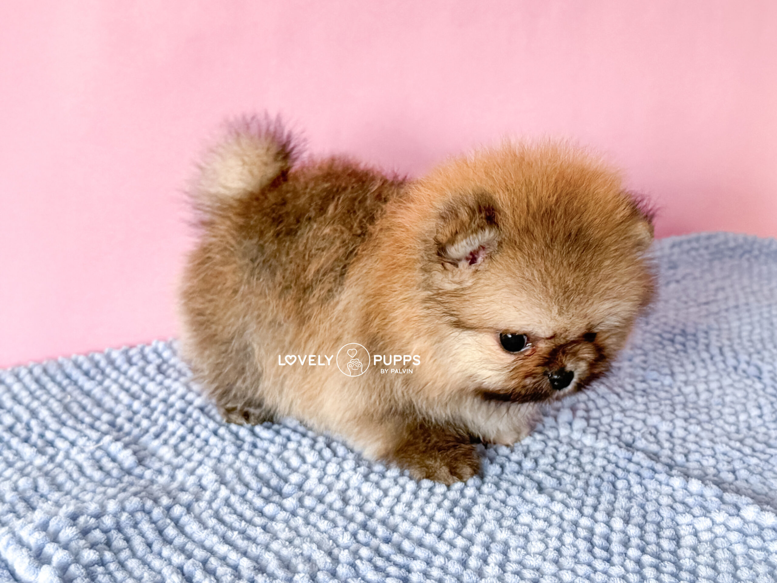 Meet Tina: Pomeranian Naranja Micro – Belleza Clásica de Bolsillo - Imagen 10