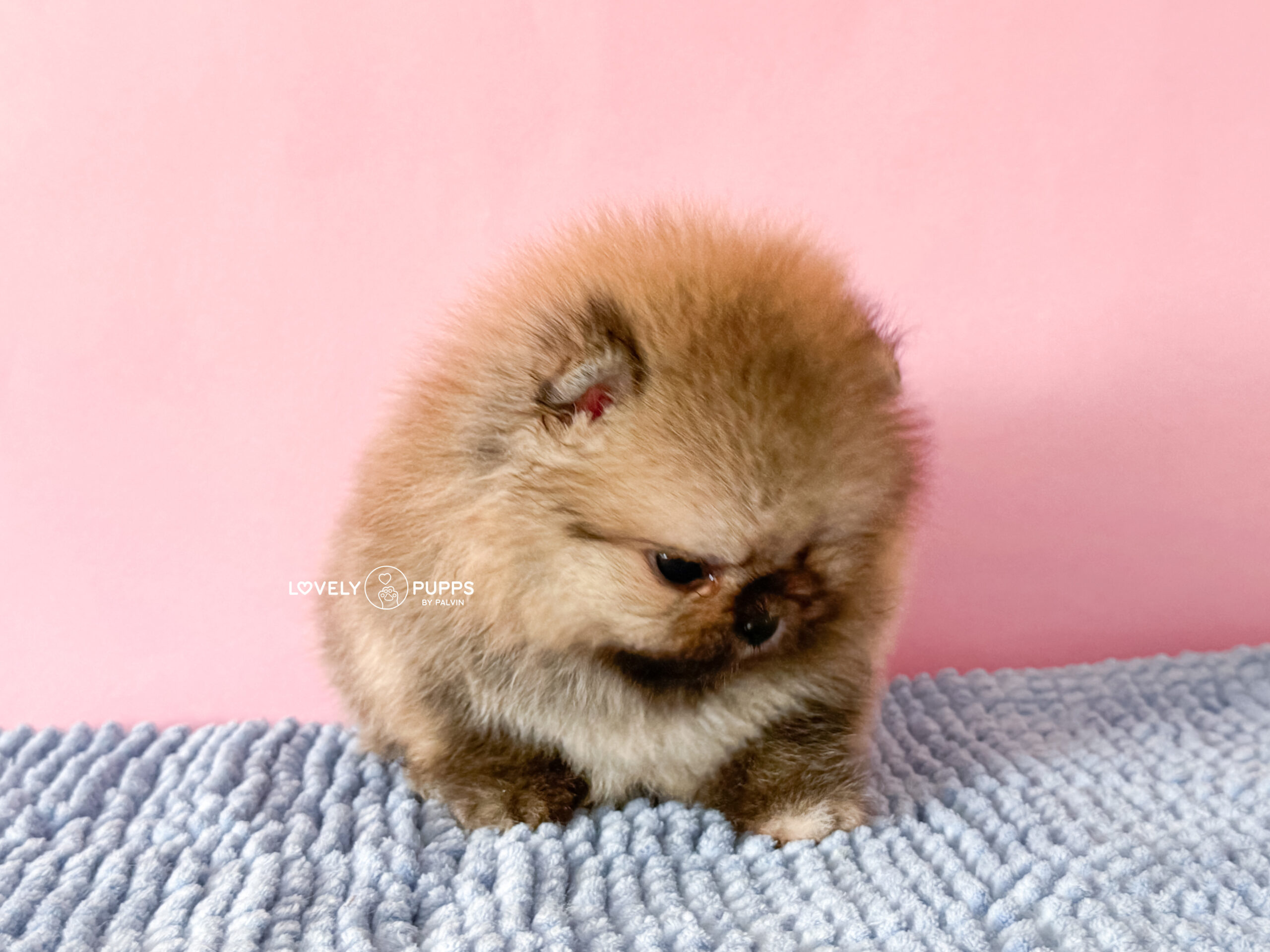 Meet Tina: Pomeranian Naranja Micro – Belleza Clásica de Bolsillo - Imagen 7