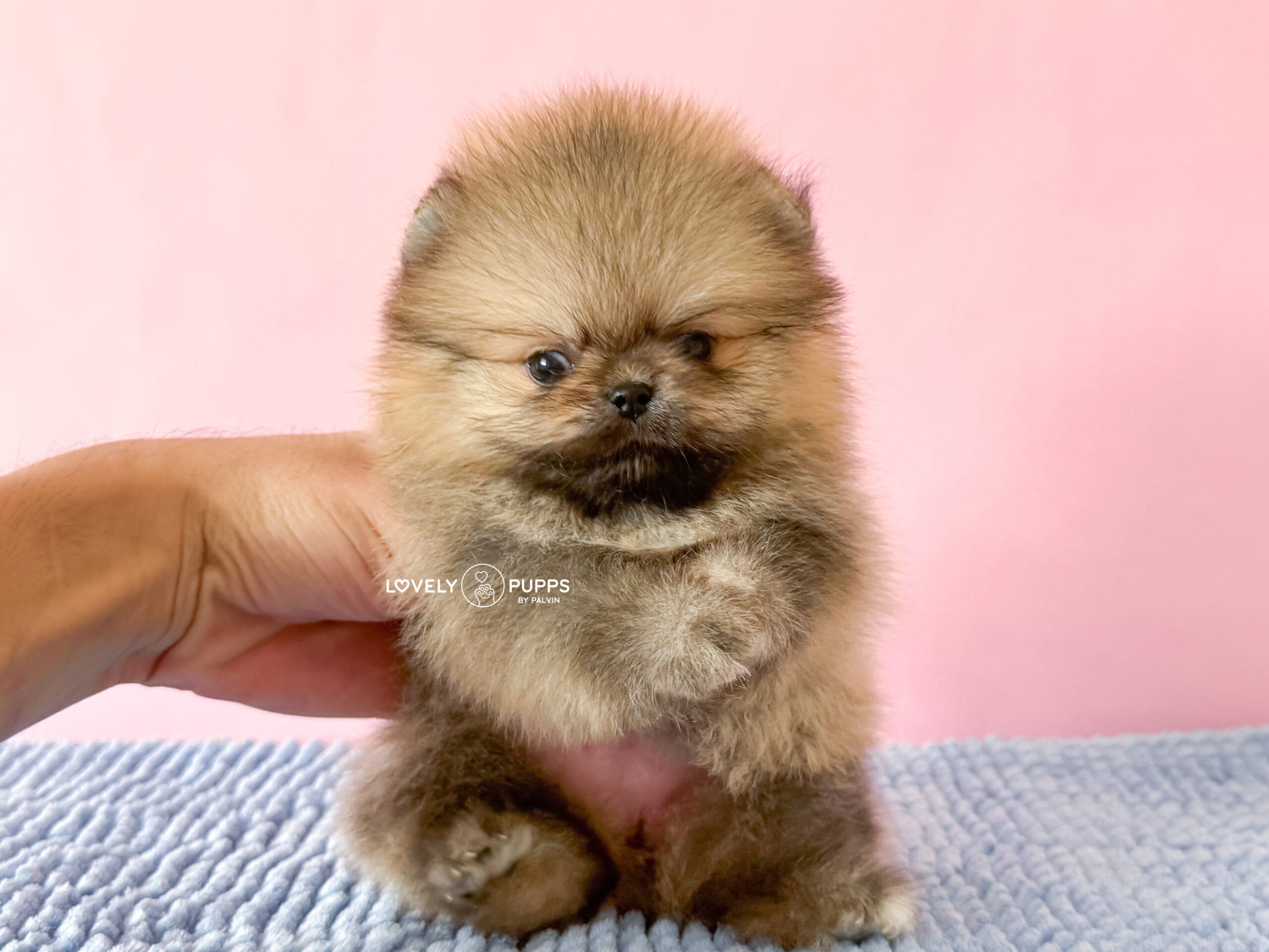 Meet Tina: Pomeranian Naranja Micro – Belleza Clásica de Bolsillo - Imagen 11
