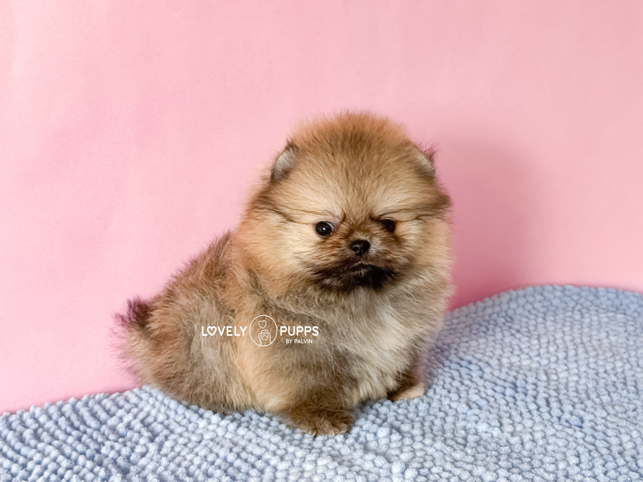 Meet Tina: Pomeranian Naranja Micro – Belleza Clásica de Bolsillo - Imagen 4