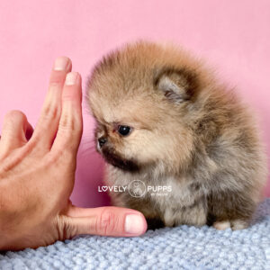 Meet Tina: Pomeranian Naranja Micro – Belleza Clásica de Bolsillo